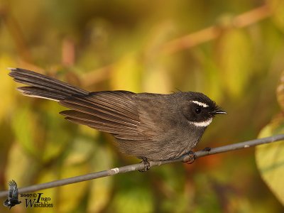 Adult White-throated Fantail (ssp. albicollis)