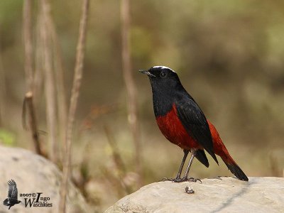 Adult White-capped Redstart