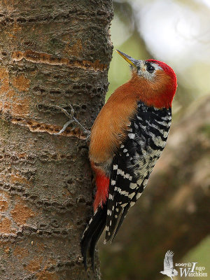 Male Rufous-bellied Woodpecker