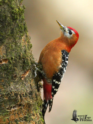 Male Rufous-bellied Woodpecker