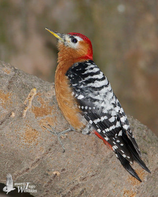 Rufous-bellied Woodpecker (Dendrocopos hyperythrus)