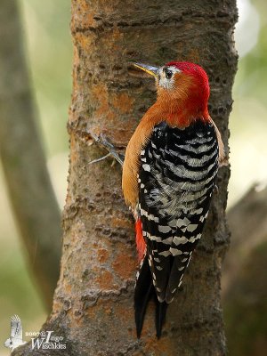 Male Rufous-bellied Woodpecker