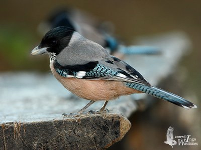 Black-headed Jay