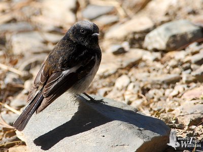 Male Blue-capped Redstart