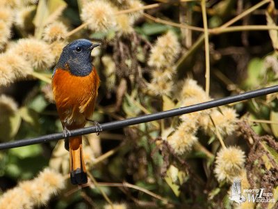 Blue-fronted Redstart (Phoenicurus frontalis)