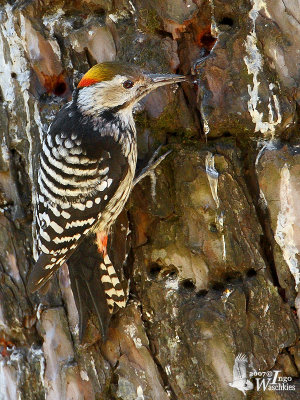 Male Brown-fronted Woodpecker