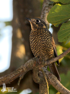 Chestnut-bellied Rock Thrush (Monticola rufiventris)