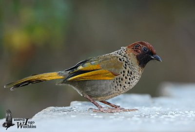 Chestnut-crowned Laughingthrush