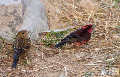 A pair of Dark-breasted Rosefinches