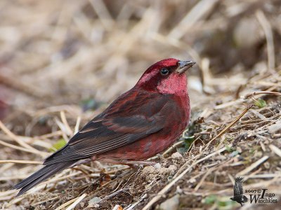 Dark-breasted Rosefinch (Carpodacus nipalensis)