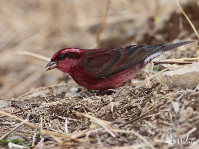 Male Dark-breasted Rosefinch