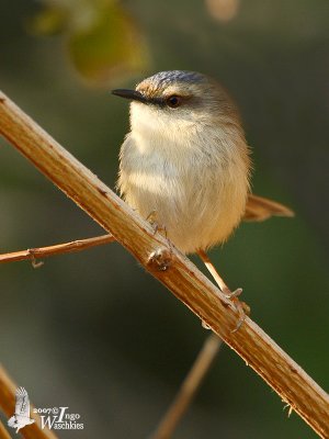 Grey-crowned Prinia