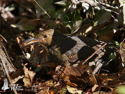 Long-billed Thrush