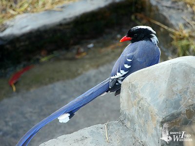 Red-billed Blue Magpie