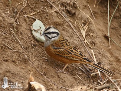 Rock Bunting