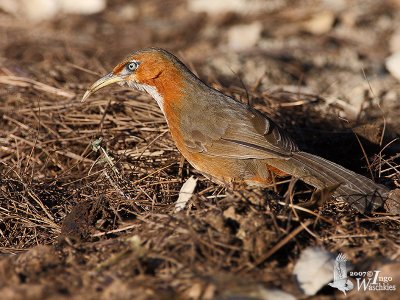 Rusty-cheeked Scimitar Babbler