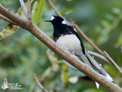 Spotted Forktail