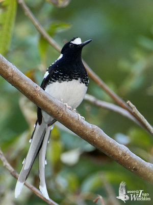 Spotted Forktail (Enicurus maculatus)