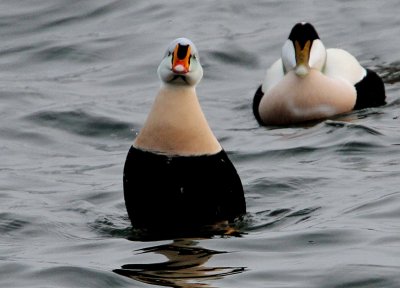 King Eider, Somateria spectabilis, Praktejder