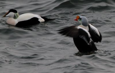 King Eider, Somateria spectabilis, Praktejder