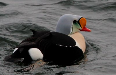 King Eider, Somateria spectabilis, Praktejder