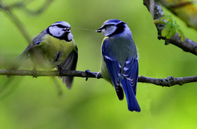 Eurasian Blue Tit (Blmes)