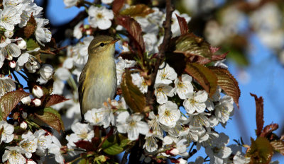 Willow warbler (Phylloscopus trochilus), Lvsngare