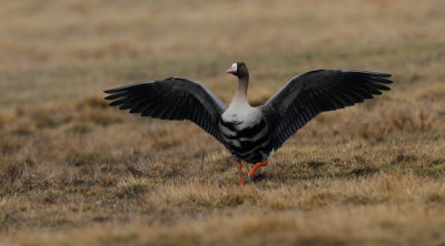Greater White-fronted Goose (Blsgs)