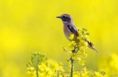 Whinchat	Saxicola rubetra	Buskskvtta