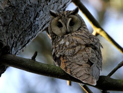 Long-eared Owl (Hornuggla)