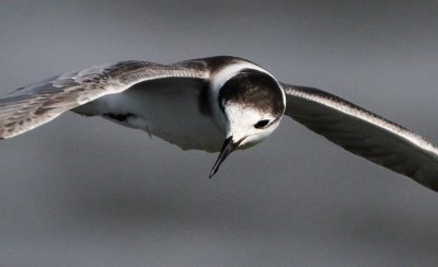 Black Tern (Chlidonias niger), Svarttrna