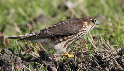 Merlin	Falco columbarius	Stenfalk