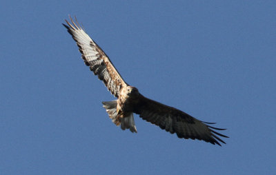 Long-legged Buzzard (Buteo rufinus) rnvrk