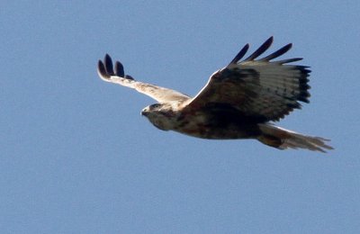 Long-legged Buzzard (Buteo rufinus) rnvrk