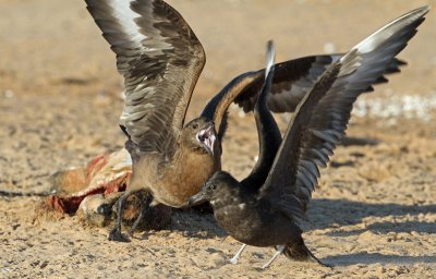 PomarineSkua & Great Skua