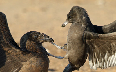PomarineSkua & Great Skua
