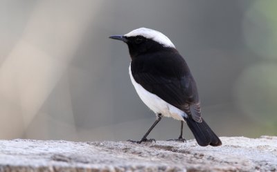 South Arabian Wheatear, Oenanthe lugentoides boscaweni