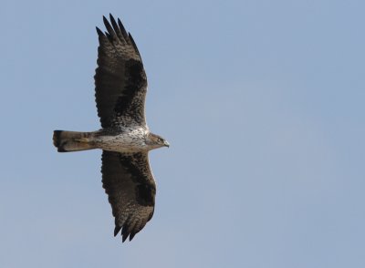 Bonelli's Eagle, Aquila fasciatus