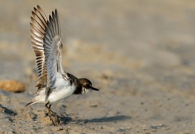 Greater Sand-Plover  Charadrius leschenaultii