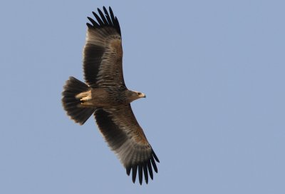 Eastern Imperial Eagle (Kejsarrn)