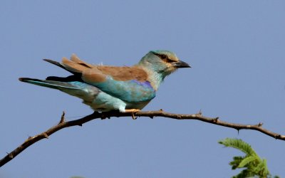 European Roller, Coracias garrulous