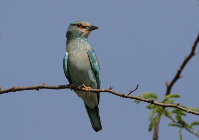 European Roller, Coracias garrulous