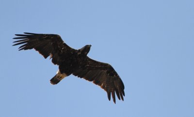 Imperial Eagle, Aquila heliaca
