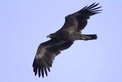 Steppe Eagle,  Aquila nipalensis