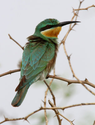 Blue-cheeked Bee-eater  Merops persicus