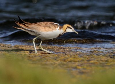 Pheasant-tailed, Jacana Hydrophasianus chirurgus