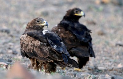 Steppe Eagle (Stpprn)