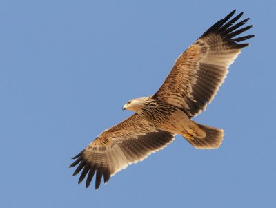 Imperial Eagle, Aquila heliaca