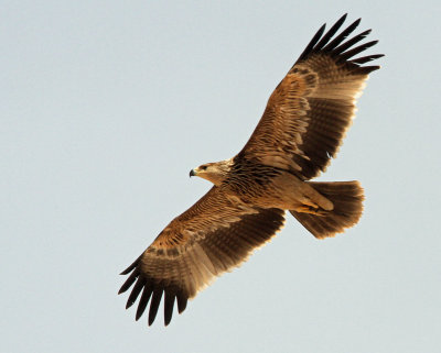 Imperial Eagle, Aquila heliaca