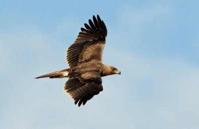 Bonelli's Eagle, Aquila fasciatus